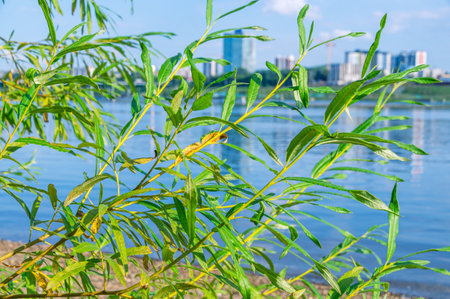 Willow tree leaves on the river bank. Trees by the river. Willow on a blue sky background.の写真素材