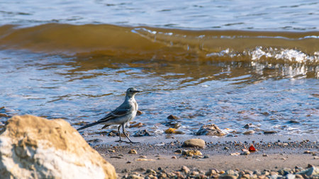Little bird on the river bank. The wagtail walks on small stones by the river. Motacilla is a genus of songbirds in the wagtail family. A gray bird on the beach.の写真素材