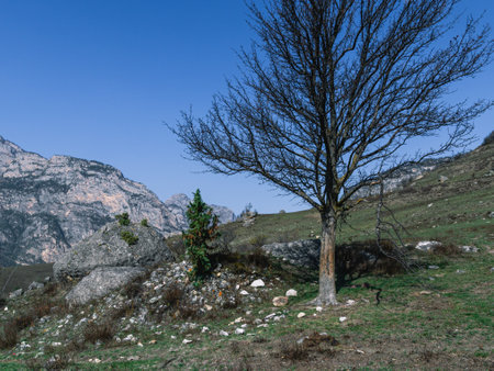 A dried-up tree without leaves on the background of mountains. Autumn landscape in the mountains. A dark tree against a blue sky. nature in the mountains. Landscape with tree and mountain views.の写真素材