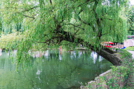 Leaning willow branches on the shore of the pond. Trees on the shore. lake view in summer. A city...