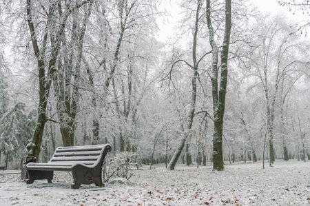 Icy trees in the park after rain and a sudden cold snap. Ice on the branches. Changeable weather. Frozen trees. Frosty weather in winter. A walk in the park in winter. A bench for relaxing in the parkの写真素材