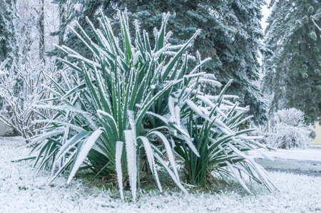Frozen leaves after rain and sudden cold snap. Ice on the leaves of plants. Changeable weather. Frosty weather in winter. Frozen rainwater. Winter landscape in the parkの写真素材