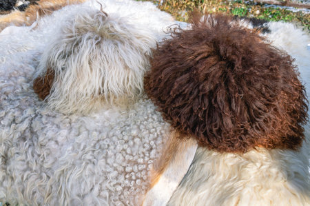 Men's fur headdress made of sheepskin. An element of the national dress of the peoples of the...