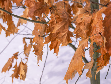 Yellowed dry maple leaves. Maple leaves in winter. Nature in winter.