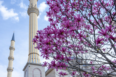 Magnolias bloom in front of the mosque with minarets. A mosque with minarets and pink flowers against a blue sky with clouds.の写真素材