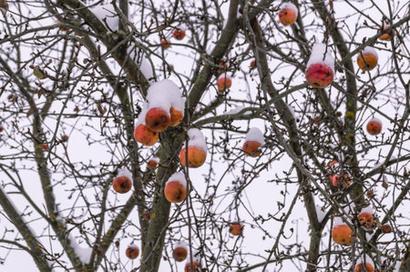 Frozen apple tree with fruits in winter. Frozen apples are covered with snow. Fruit trees in the cold. An apple tree in the snow during the cold snap in winter.の写真素材