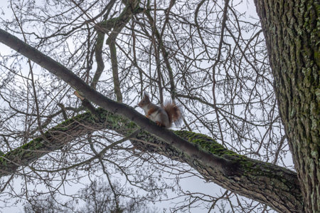 A squirrel sitting in a tree is shivering from the cold, with its front paws tucked in. A squirrel is sitting on a tree trunk. Animals in the forest in winter.の写真素材