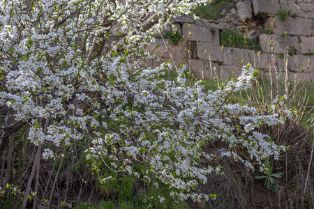 Blooming fruit trees in spring on a clear sunny day. Flowers on the branches of trees. The fragrance of the flowering trees spreads throughout the area. Background of blooming gardens.の写真素材