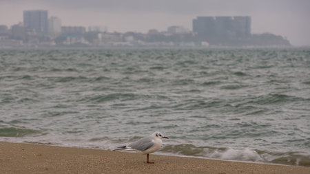 A seagull on the Black Sea coast in Anapa. A seagull on a sandy beach. Birds and the sea. A storm at sea and inclement weather.の写真素材