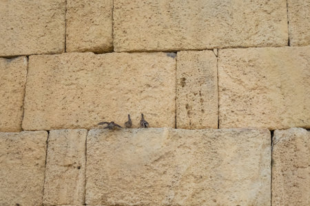 Sparrows are sitting on a stone block of an ancient fortress wall. Small birds on the background of a rough stone wall. Sparrows flew into the high wall of the ancient citadel.の写真素材