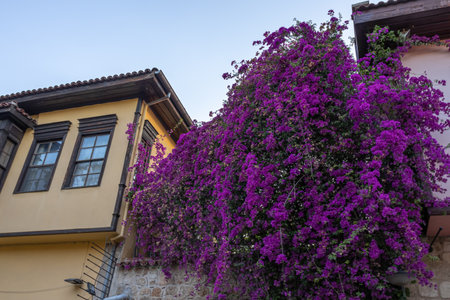 An old house in the Kaleici district of Antalya. A house in Antalya, located in the Muratpasha area. An old house and a colorful tree.の写真素材