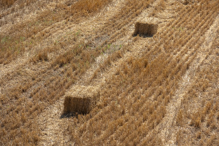 The process of harvesting hay. Hay is pressed into a rectangular briquette in the field. The straw...