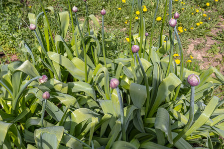 A bed of garlic. A vegetable garden in the village. Green garlic leaves.