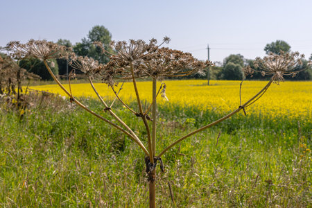 The hogweed plant has the ability to cause severe and prolonged burns on the skin when exposed to...