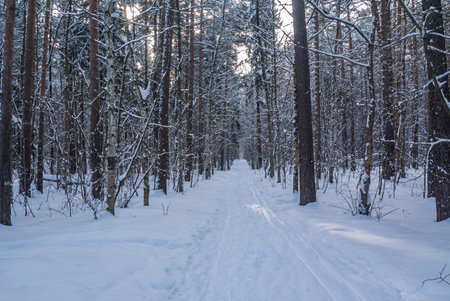 The rays of the sun break through the crowns of trees in a winter forest. Winter landscape in the...