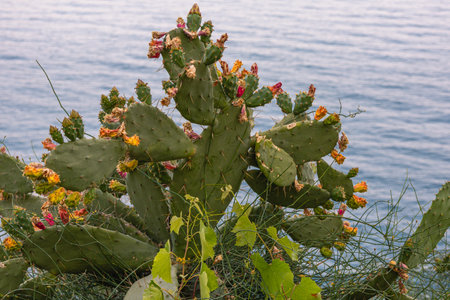 A flowering cactus on the shores of the Mediterranean Sea. Cactus flowers during the flowering period. Flowering plants in summer.の写真素材