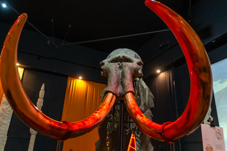 The skeleton of a woolly mammoth. A genus of extinct mammals of the Proboscidean order. Extinct ancient animals. Huge mammoth tusks.の写真素材