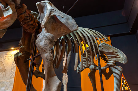 The skeleton of a woolly mammoth. A genus of extinct mammals of the Proboscidean order. Extinct ancient animals. Huge mammoth tusks.の写真素材