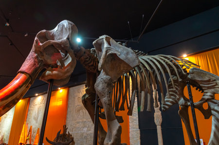 The skeleton of a woolly mammoth. A genus of extinct mammals of the Proboscidean order. Extinct ancient animals. Huge mammoth tusks.の写真素材