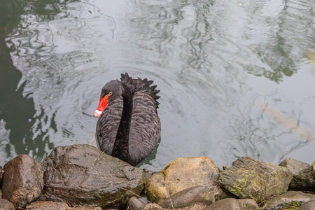 A waterfowl with black feathers. A black swan with a red beak. A young bird is resting in the park. Beautiful swan in the arboretum park. Swan swimming in a pondの写真素材
