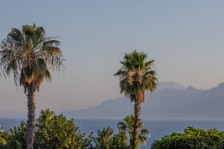 Palm trees grow on the seashore. Behind the palm trees, you can see the coast with the outlines of high mountains. View of the Mediterranean coast in Turkey. Mediterranean landscape.の写真素材