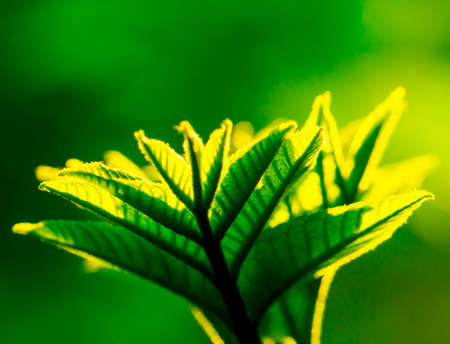 foliage macroの写真素材