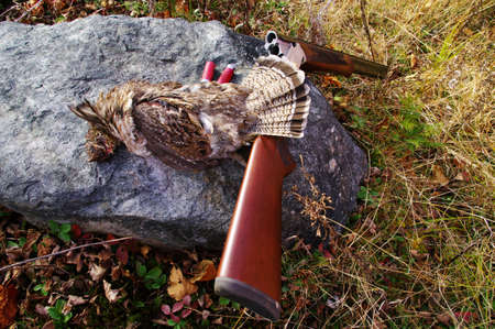A grouse with the shotgun and shellsの写真素材