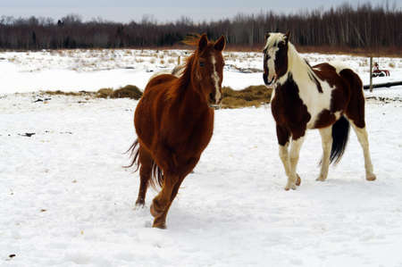 Horses in a paddock racing with each otherの写真素材