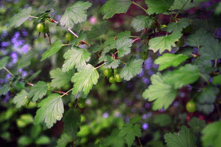 Red Currants ripening on the bushの写真素材