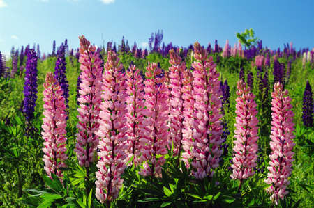 Pink Lupin in full bloomin a field of lip[in on a hillsideの写真素材