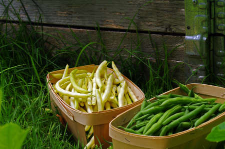 Green and Yellow beansfreshly picked in a basket