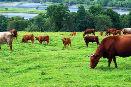 A herd of cattle grazing on a hillsideの写真素材