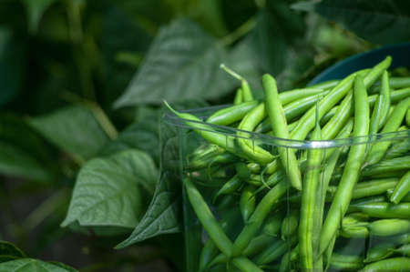 Fresh Green Beans in a basketの写真素材