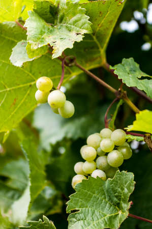 Grapes on the Vine at Gray Monk winerysの写真素材