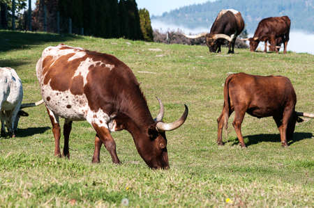 Longhorn Cattle grazing on the hillside near Kelownaの写真素材