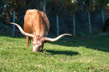 Longhorn Cattle grazing on the hillside near Kelownaの写真素材