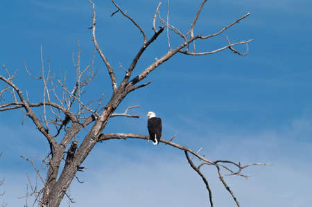 Eagle in a tree