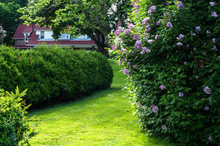 Ceder Hedge and stone Cottageの写真素材