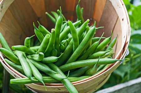 Freshly picked beans in a basket looing from the front
