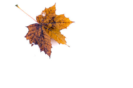 Maple Leaf outlined on the snowの写真素材