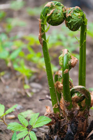 Green Fiddleheads sprouting in the springの写真素材