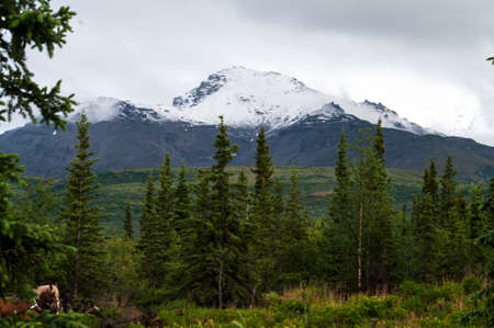 With the Mountains work horses are delivering thier cargoの写真素材