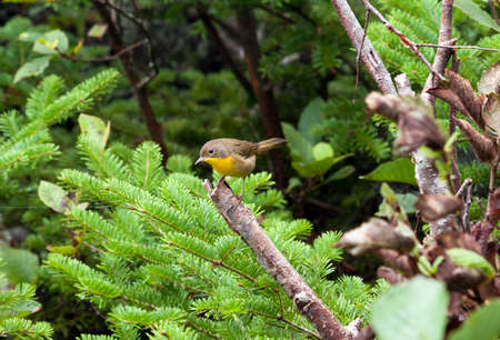 Yellow Breated Chat facing Left photographed on Grand Manan, NB at Long Pondの写真素材