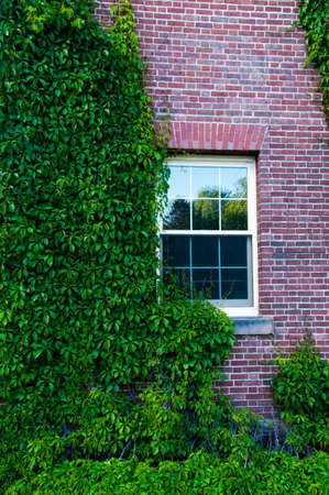 Ivy Covered Dorm at the University of New Brunswickの写真素材