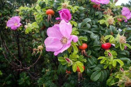 Wild Rose and Rosehips on the banks of the Bay of Fundy in New Brunswickの写真素材