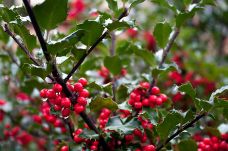 A holly bush on a fall damp day