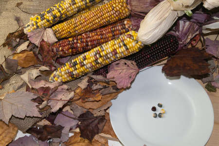 Five grains of pligrim corn that was used to remember the Thanksgiving Day by the Pligrams.の写真素材
