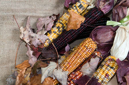 Maize or Indian corn on a brulap bagの写真素材