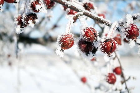 Cherries covered with hoarfrost on a Branchの写真素材