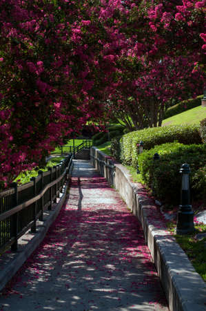 Augusta Riverwalk with flowering shrubs